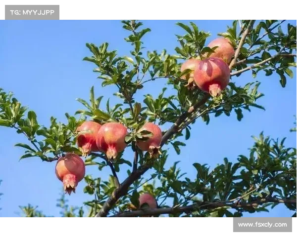 高地红石榴丰收之道：种植技术与精细管理的全面指南